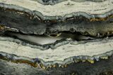 Mammoth Molar Slices With Case - South Carolina #377858-2